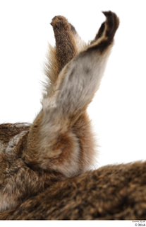 Hare  1 ear 0009.jpg